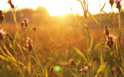 Spring, a time for creating ‘new beginnings’!